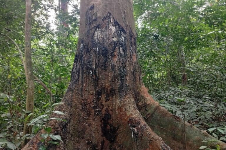 Un des sentiers délimitant les carrés et sur lesquels passent les promeneurs. Image de Benjamin Evine Binet.