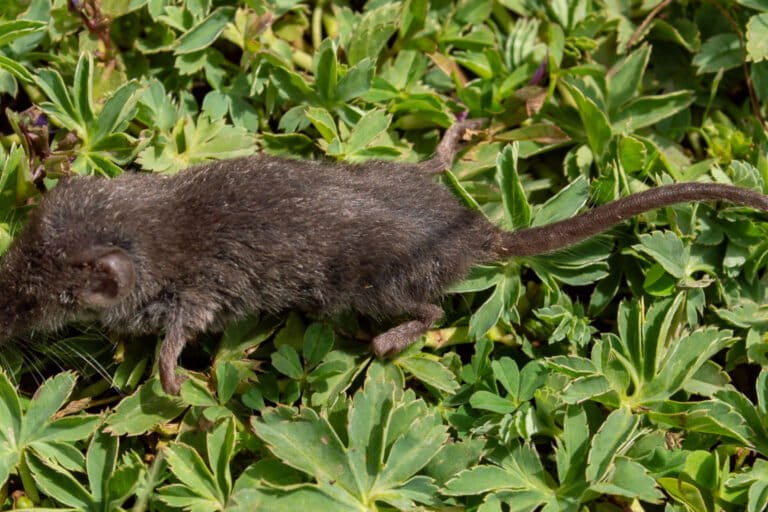 La nouvelle musaraigne. Photo SLU. Avec son autorisation.