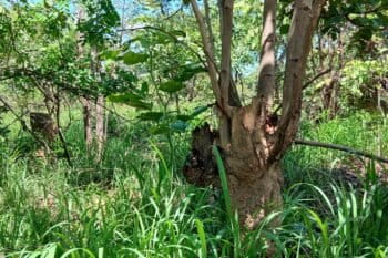 Des pousses sur des souches d’arbres coupés dans la CFCL Katanga, Haut-Katanga. Image de Didier Makal pour Mongabay.