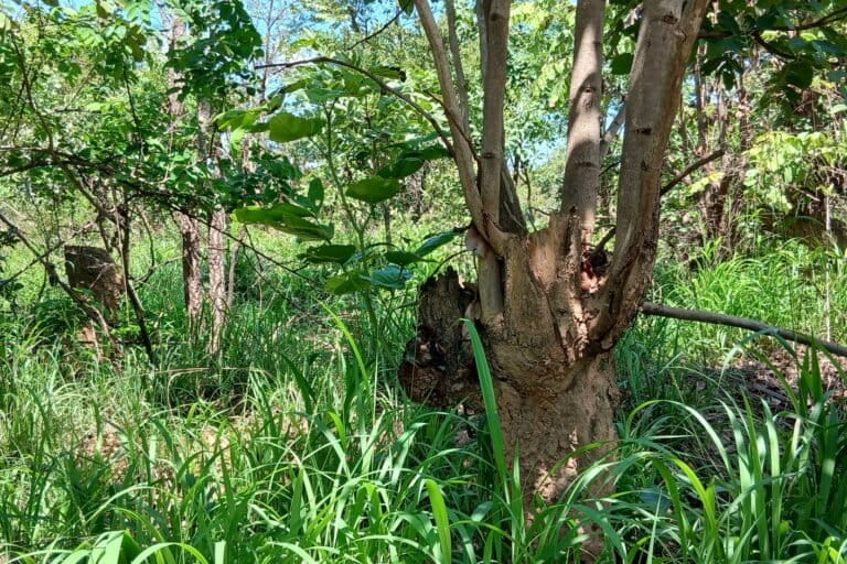 Des pousses sur des souches d’arbres coupés dans la CFCL Katanga, Haut-Katanga. Image de Didier Makal pour Mongabay.