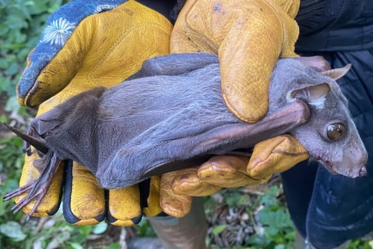 Parc National de Lobéké, forêt communautaire du Village Yenga, Cameroun. Juin 2024. Une chauve-souris frugivore Hypsignathus monstrosus tout juste sortie du filet. Photo de Aicha Gomeh-Djame avec son aimable autorisation.