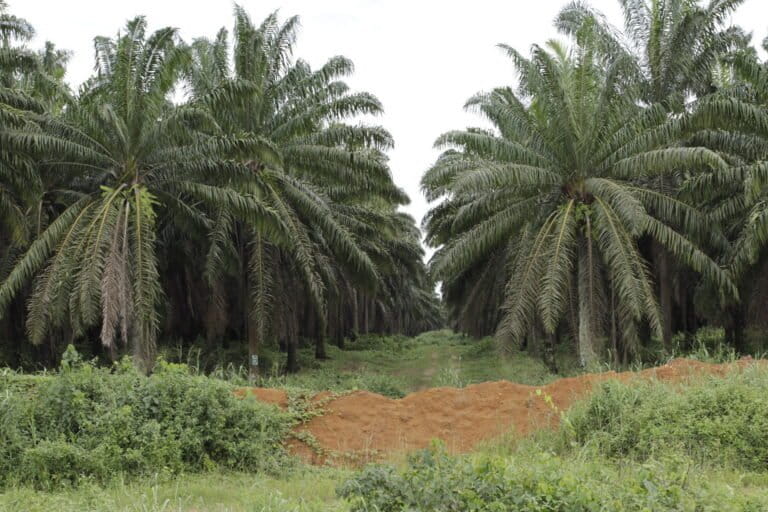 Plantation de palmiers à huile à échelle industrielle sur la route d'Édéa au Cameroun. Photo : Flore de Preneuf/PROFOR avec son aimable autorisation. Via Flickr (CC BY-NC-ND 2.0).
