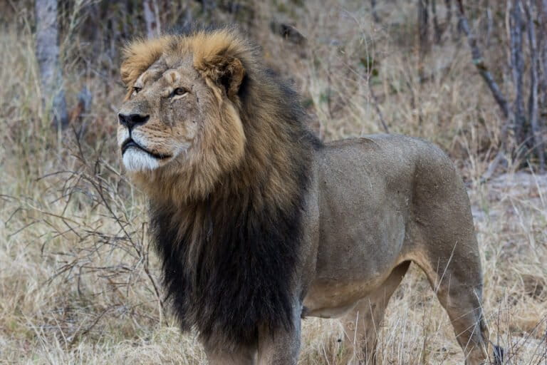 Un lion au parc national de Hwange, Zimbabwe. Photo Vince O'Sullivan via Flickr (CC BY-NC-ND 2.0).