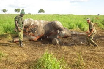 Des employés du parc national de Garamba en RDC examinent la carcasse d'un éléphant braconné. Image Nuria Ortega/African Parks Network via Flickr (CC BY-NC-ND 2.0).