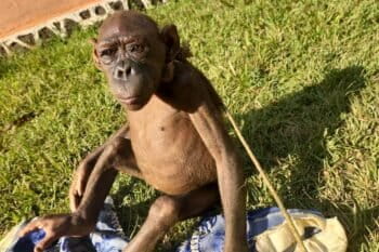 Un chimpanzé mal adulte sauvé de plus de dix ans de captivité dans la province du Haut-Uele en RDC par les autorités congolaises. Image fournie par Adams Cassinga, CEO de Conserv Congo avec son aimable autorisation.