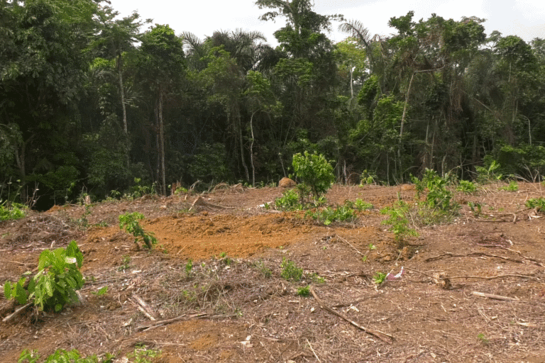 Une forêt fragmentée par l’autoroute avec des répercussions sur la biodiversité de la zone. Image fournie par Christian Essim.