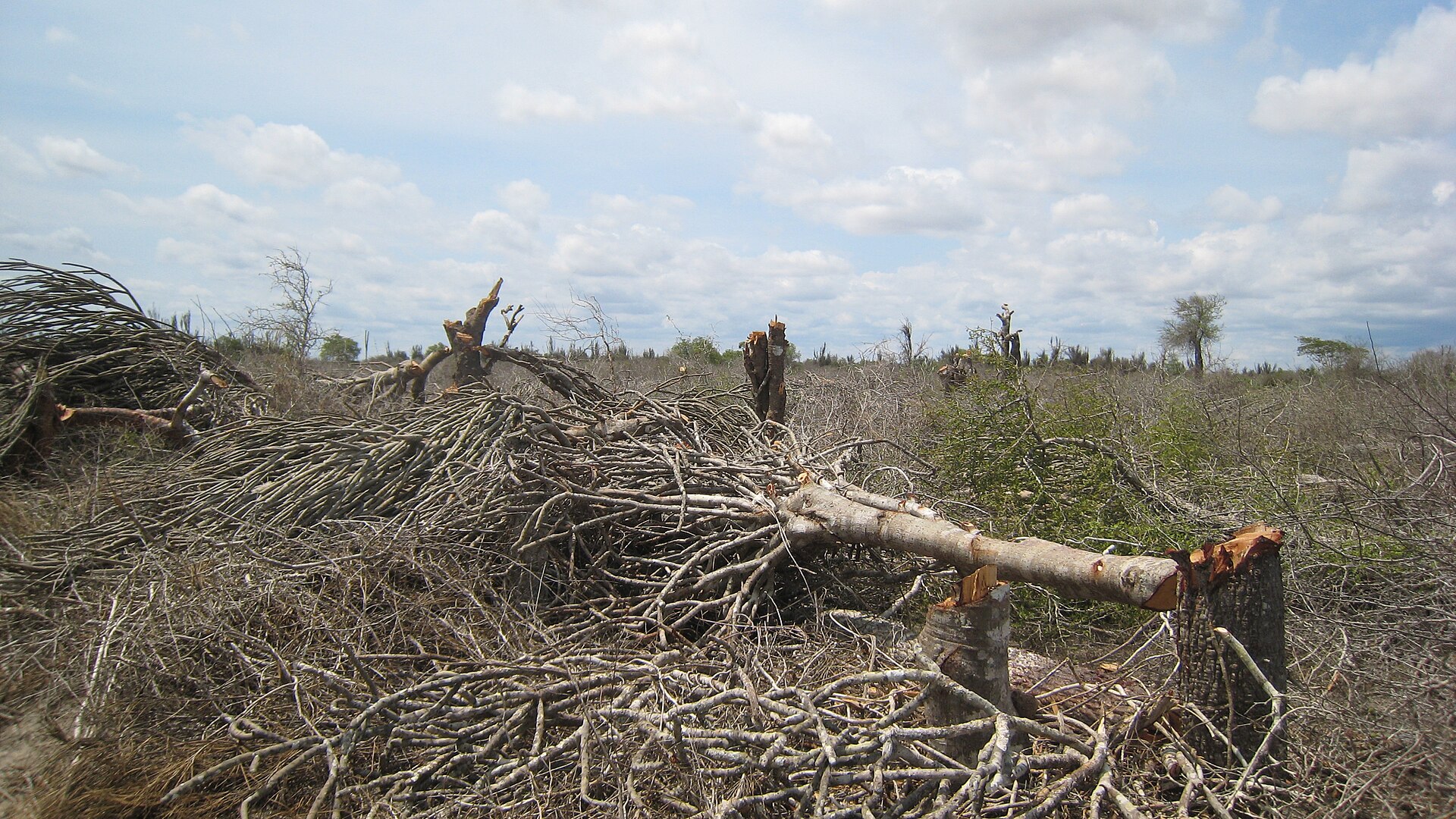 Destruction de forêt épineuse dans le sud de Madagascar près de Beloha. Image de Maky (Alex Dunkel) via Wikimédia Commons (CC BY-SA 3.0).