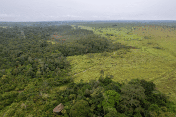 les forêts tropicales humides d'Afrique de l'Ouest et Centrale ainsi que les tourbières du bassin du Congo - constituent un élément vital pour le climat et la biodiversité à l'échelle mondiale. Image de FSC Africa/Jonathan Perugia.