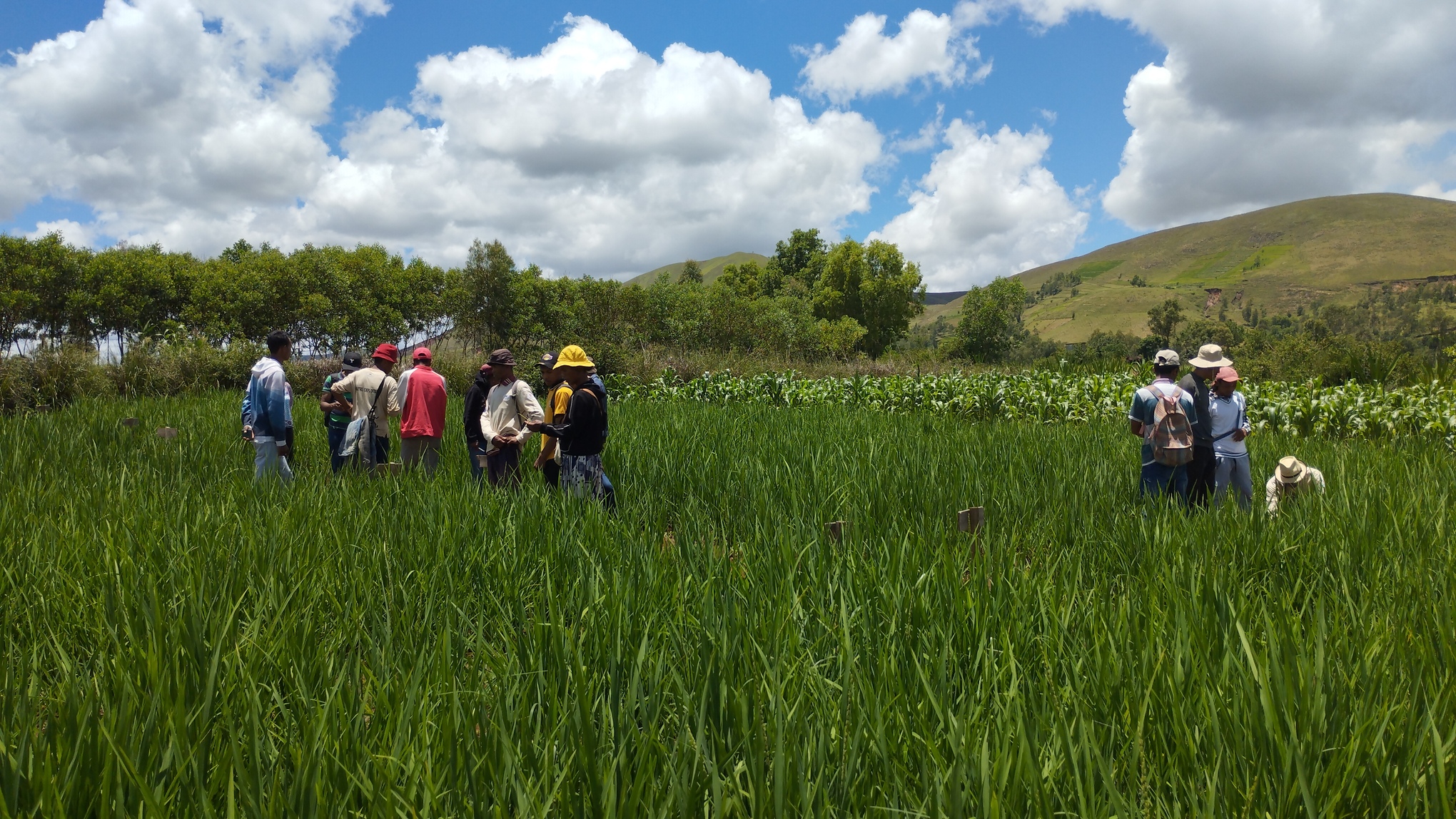 Des expérimentions sont depuis 2023, menées sur le champ-école du Centre régional de formation professionnelle agricole (CRFPA) Ilofosana à Antanetimboahangy Analavory, Miarinarivo, Itasy, région centrale de Madagascar, pour tester l'efficacité des produits naturels contre les ravageurs des cultures. Image de Rivonala Razafison prise le 4 février 2026.
