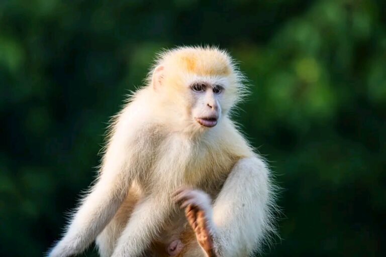« Prune », comme l’ont baptisé les écogardes et le personnel du parc, est le premier singe atteint d’albinisme découvert dans Parc national des Virunga, au Nord-Kivu, dans l’Est de la République démocratique du Congo. Les responsables du parc explique qu’il est bien intégré à son groupe. Image du Parc national des Virunga fournie par Prosper Heri Ngorora.