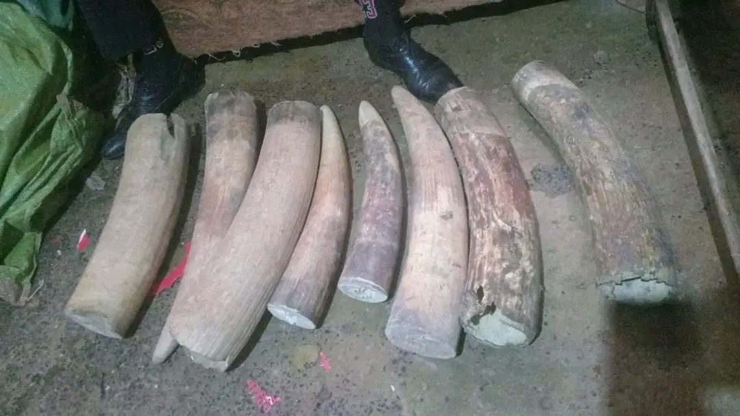 Une partie des défenses d’éléphant saisies par ConservCongo, le mardi 17 février 2026, à Kipushi, une cité minière située dans la province du Haut-Katanga, au sud-est de la République Démocratique du Congo. Image de ConservCongo fournie par Victoire Mbuto.