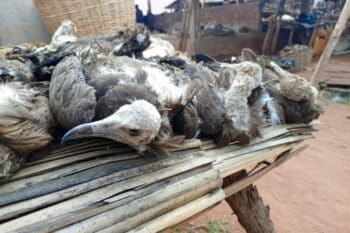 Des carcasses de vautours exposées dans un marché de fétiche au Bénin, et photographiées lors d'une étude publiée dans la revue scientifique Bird Conservation International sur le commerce illégal de vautours à capuchon. Image fournie par Abiolo Sylvestre Chaffra, avec son aimable autorisation.