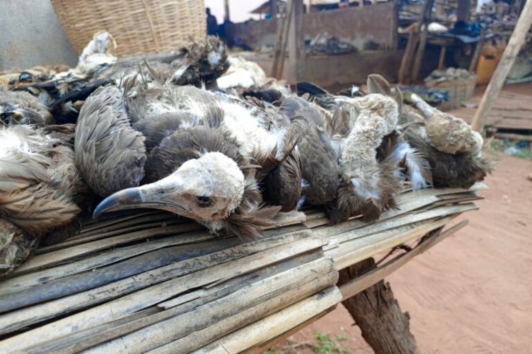 Des carcasses de vautours exposées dans un marché de fétiche au Bénin, et photographiées lors d'une étude publiée dans la revue scientifique Bird Conservation International sur le commerce illégal de vautours à capuchon. Image fournie par Abiolo Sylvestre Chaffra, avec son aimable autorisation.