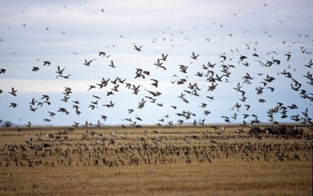 Migration des oiseaux à Oak Hammock Marsh au Manitoba, Canada. Image de Travel Manitoba via Wikimedia Commons (CC BY 2.0).