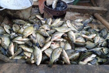 Des alevins de tilapias (Oreochromis Niloticus) du lac Édouard dans une pirogue de pêcheurs à Vitshumbi. Image de Mongabay.