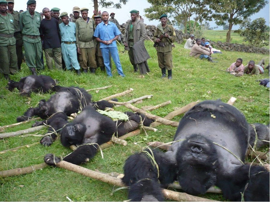 Gorilles tués dans le Parc national des Virunga en 2007. Image d’Altor Musema / Programme international pour la conservation des gorilles (IGCP).
