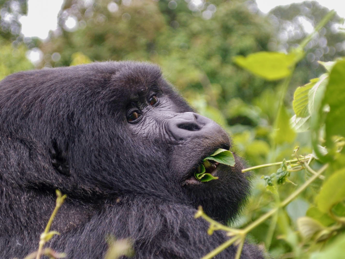 Un gorille de montagne (Gorilla beringei beringei) dans le Parc national des Virunga. Image de John Cannon/Mongabay.