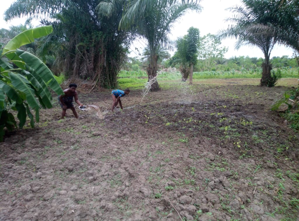 Dans les plantations comme celle-ci à Sakété au sud-est du Bénin, l’agroforesterie permet aux petits agriculteurs de fertiliser leur sol, réduire l’apport en engrais chimique et de diversifier leurs revenus. Image de Modeste Dossou pour Mongabay.