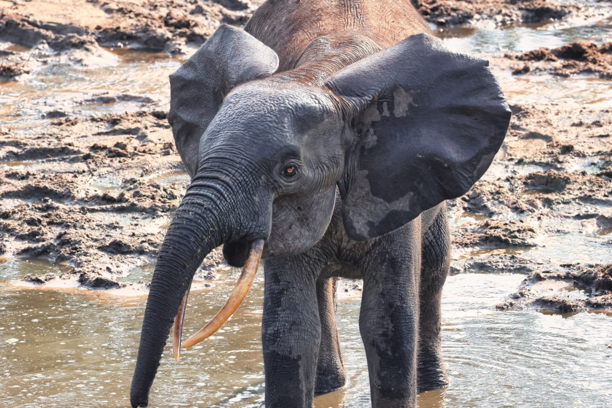 Éléphant à Dzanga Bai, au sein du Parc national de Dzanga‑Sangha, en République centrafricaine. Image de Rhett Ayers Butler.