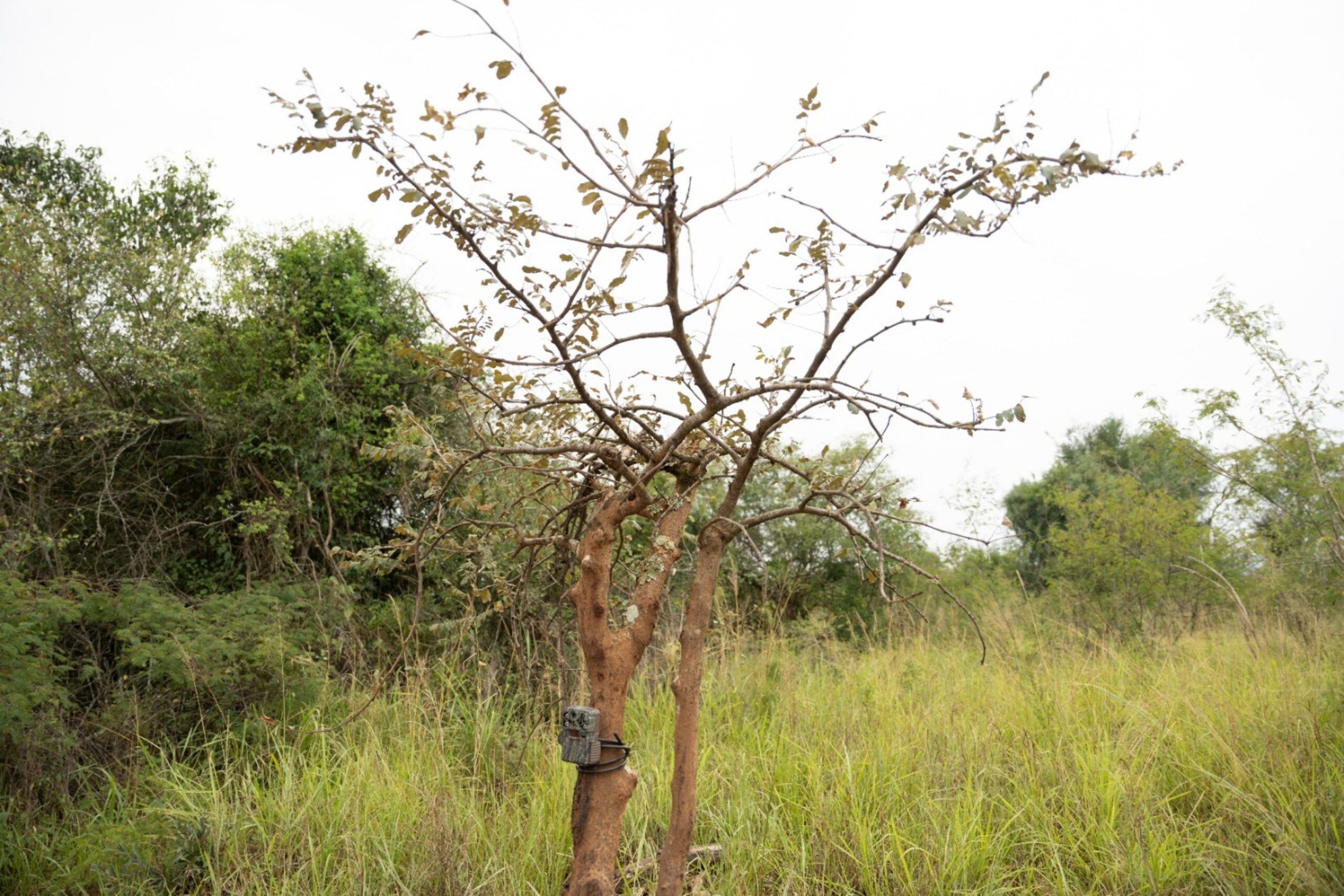 Lorsqu’elles sont bien placées, des caméras pièges comme ici dans le Parc national de l'Akagera recueillent des données cruciales sur des léopards connus pour être des félins solitaires. Image de African Parks.