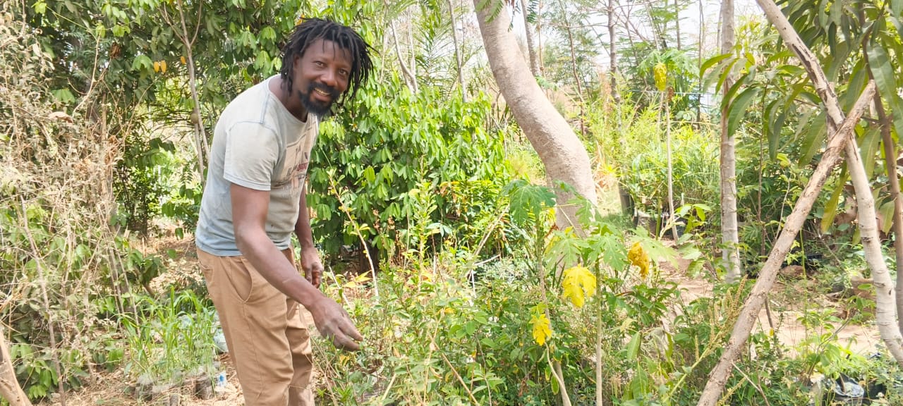 De jeunes plants d’arbres ont été mis en terre par le couple pour reverdir leur espace de production. Image de Hadepté Da pour Mongabay.