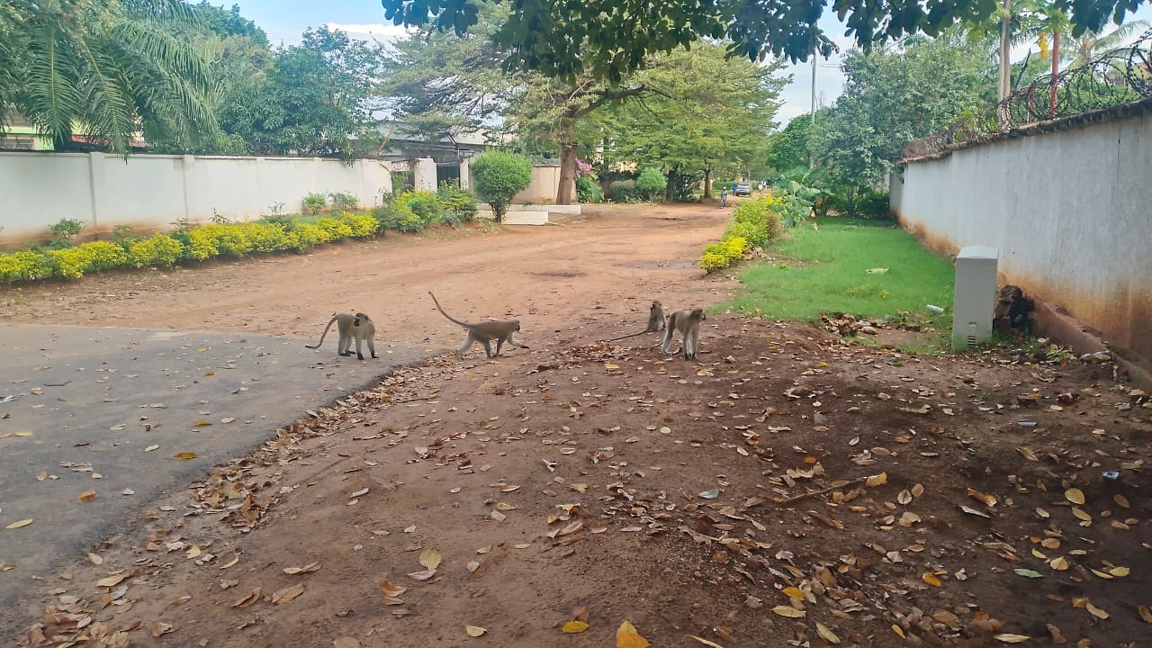 Des singes vervets traversent l’avenue Rutana dans le centre-ville de Bujumbura. Image de Dieudonné Ndayizeye pour Mongabay.