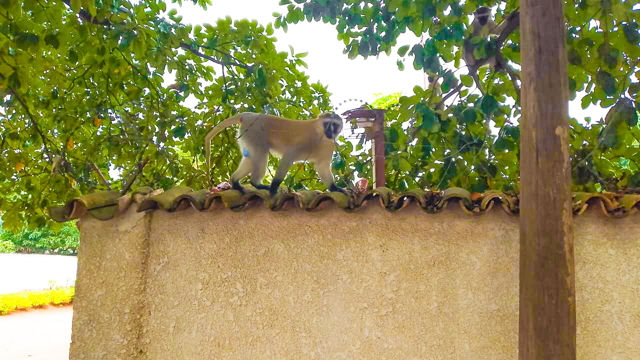 Des vervets marchent sur l’enclos ayant des fils barbelés au quartier Rohero I dans le centre-ville de Bujumbura au Burundi. Image de Dieudonné Ndayizeye pour Mongabay.