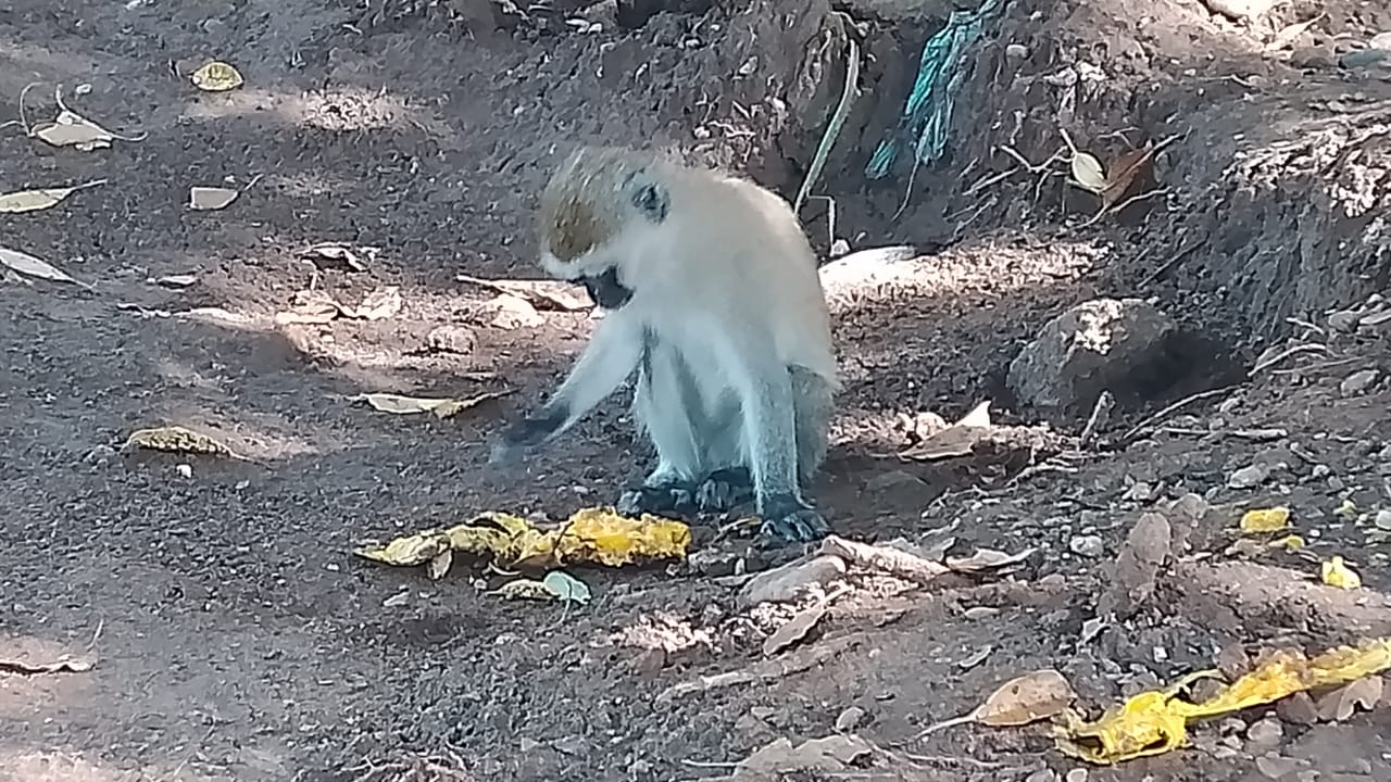 Un singe vervet mange un fruit jeté dans l’avenue Rutana, au quartier Rohero I dans le centre-ville de Bujumbura. Image de Dieudonné Ndayizeye pour Mongabay.