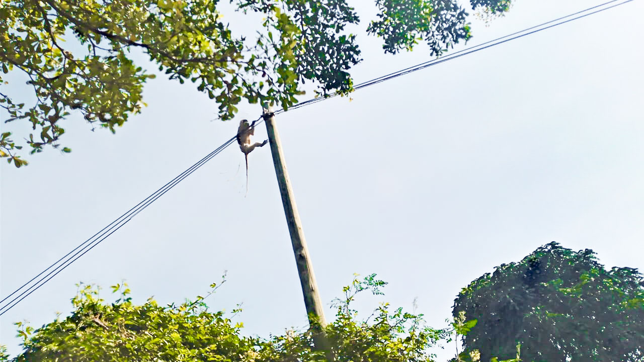 Un singe vervet marche sur un fil électrique sur l’avenue Muyinga dans le centre-ville de Bujumbura. Image de Dieudonné Ndayizeye pour Mongabay.