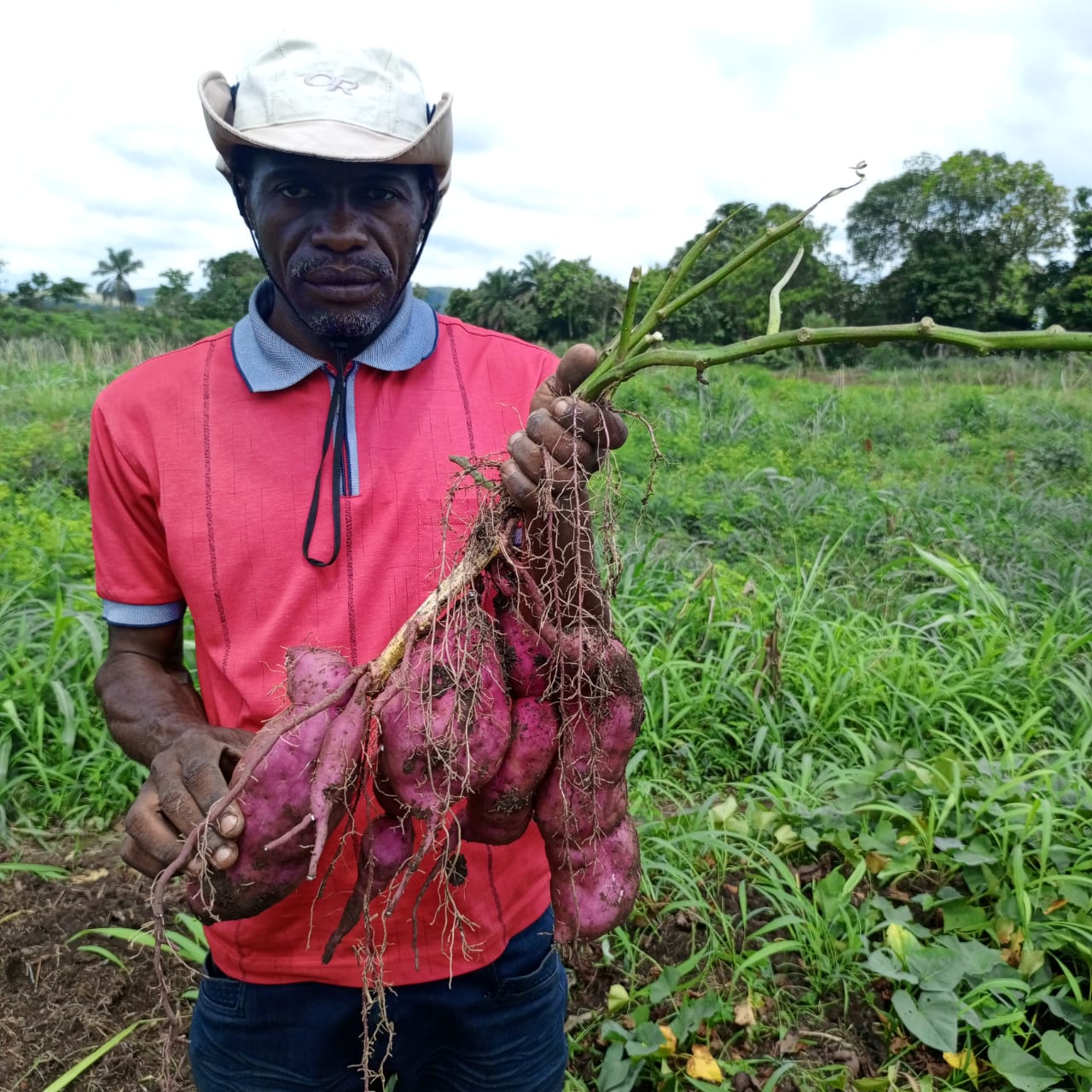 Nico Matota, ingénieur de recherche au Programme racines et tubercules, dans un champ de multiplication de patates douces (variété́ Mogande), à cycle de quatre mois. Image de Yanne Mbiyavanga pour Mongabay.