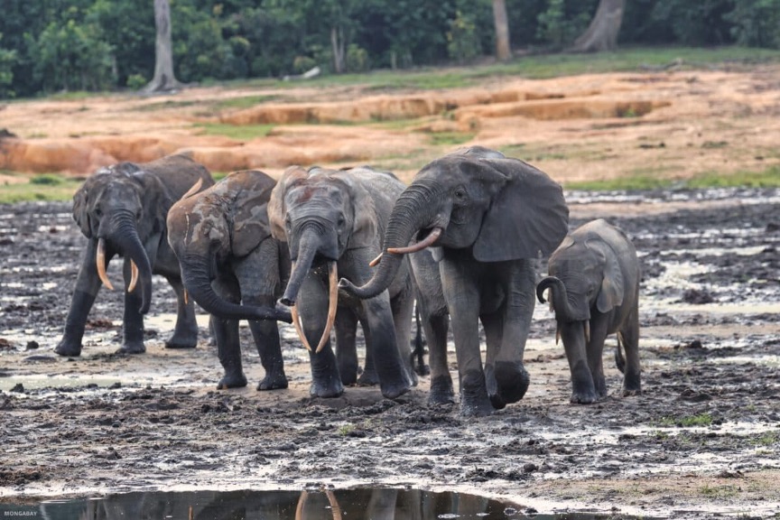 Rassemblement d’éléphants de forêt dans la clairière de Dzanga Bai. Image de Rhett Ayers Butler.