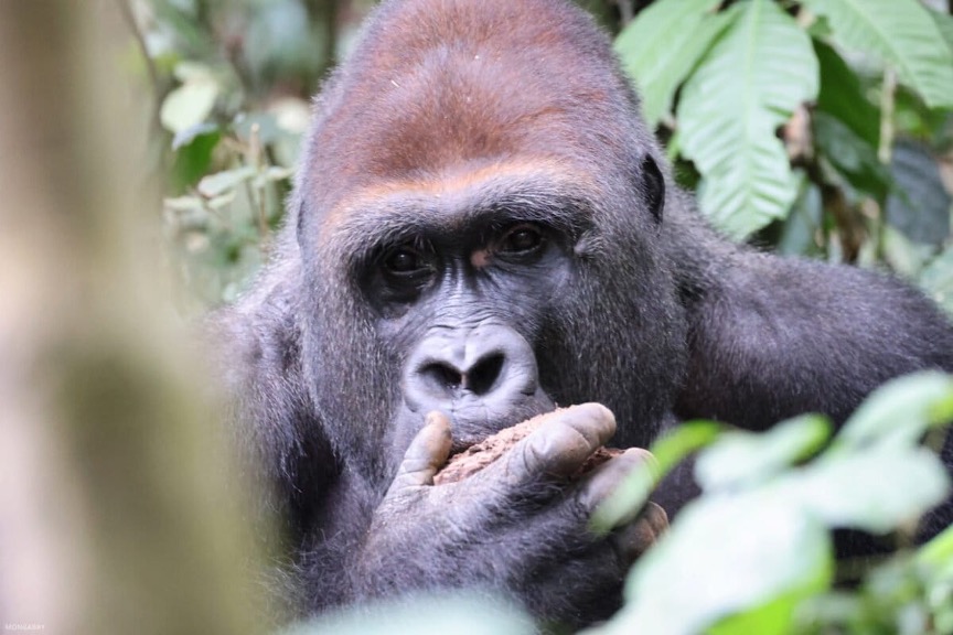 Gorille des plaines de l’Ouest dans le Parc national de Dzanga‑Sangha. Image de Rhett Ayers Butler.