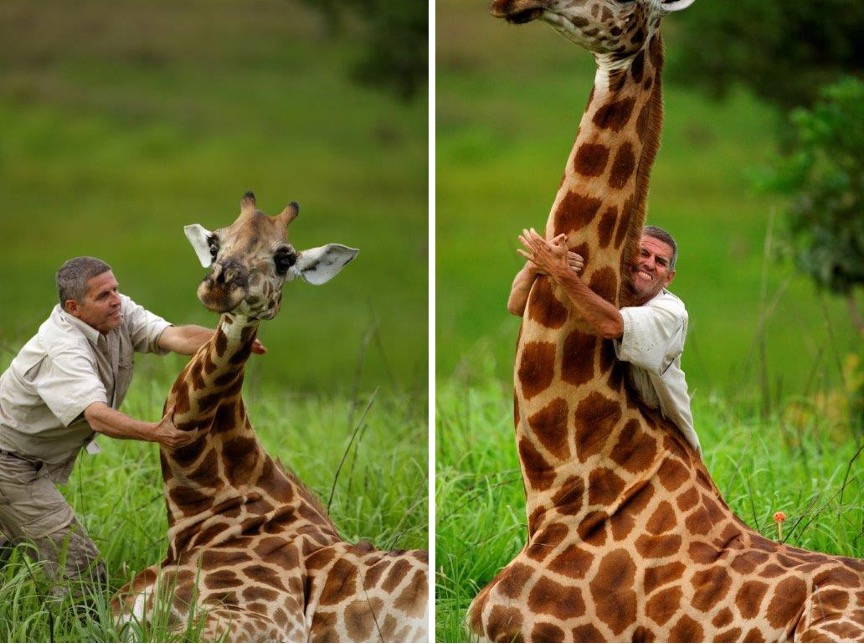 Luis Arranz tentant de tranquilliser une girafe anesthésiée. Image fournie par Luis Arranz.