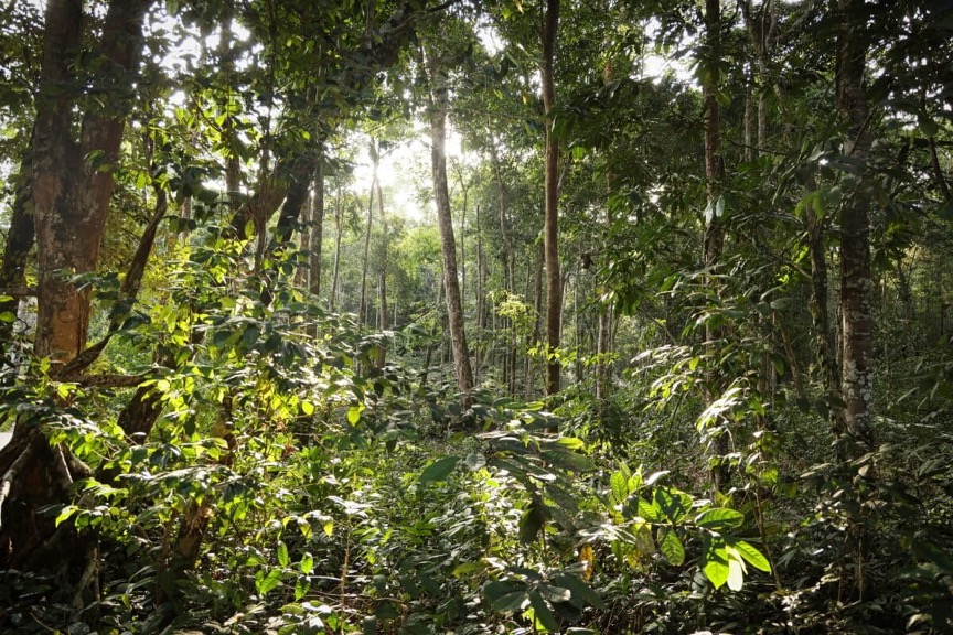 Forêt tropicale à la Salonga, RDC. Image de Rhett Ayers Butler.