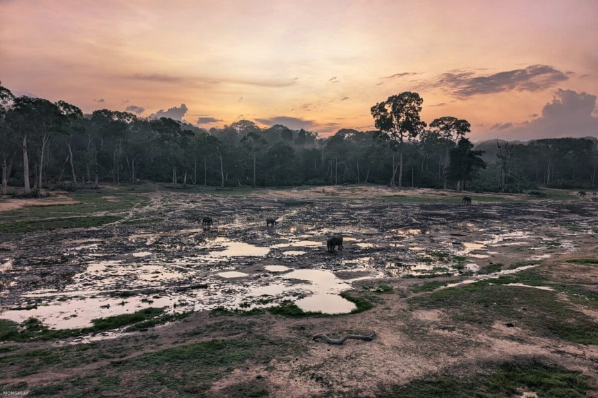 Surnommée le « village des éléphants », Dzanga Bai est une clairière riche en minéraux, située au cœur du Parc national Dzanga‑Sangha, dans le sud‑ouest de la République centrafricaine. Image de Rhett A. Butler/Mongabay.