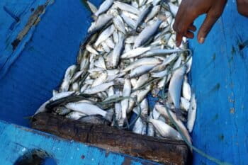 Une pirogue chargée de poissons sur le lac Ahémé, témoignant du retour progressif des espèces depuis le début du dragage. Image de Wilfried Gbèhou fournie par Fulbert Adjimehossou.