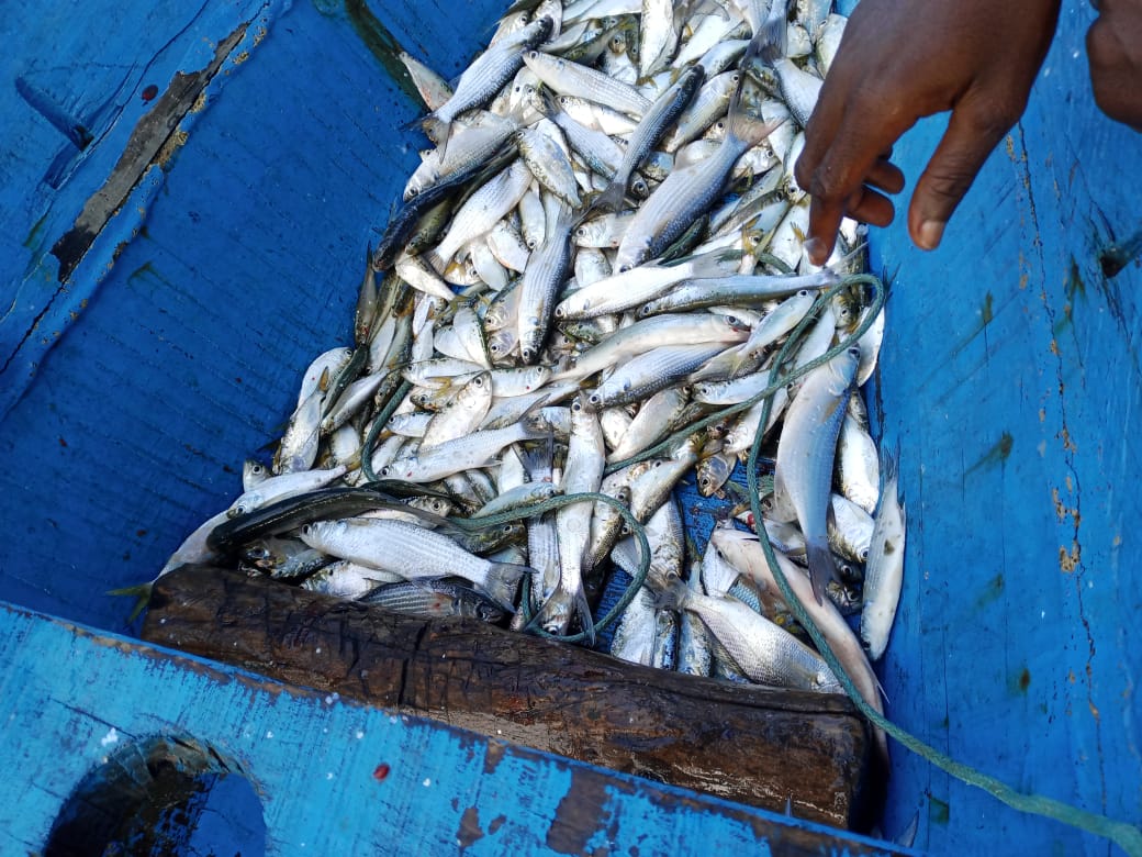 Une pirogue chargée de poissons sur le lac Ahémé, témoignant du retour progressif des espèces depuis le début du dragage. Image de Wilfried Gbèhou fournie par Fulbert Adjimehossou.