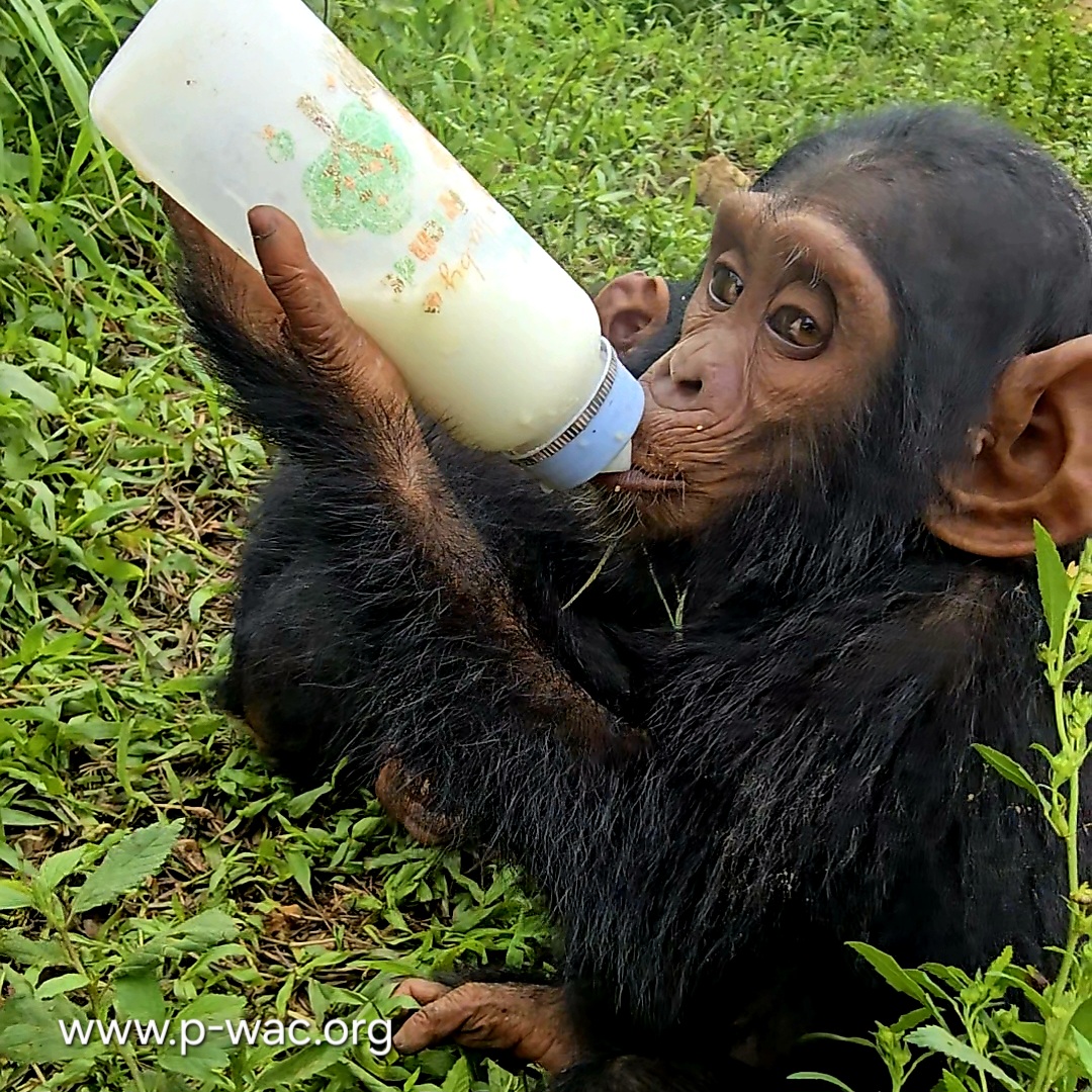 L’un des singes prend son biberon centre P-WAC, au Kongo Central. Image de P-WAC.org (mention de la responsable du centre) avec leur aimable autorisation.