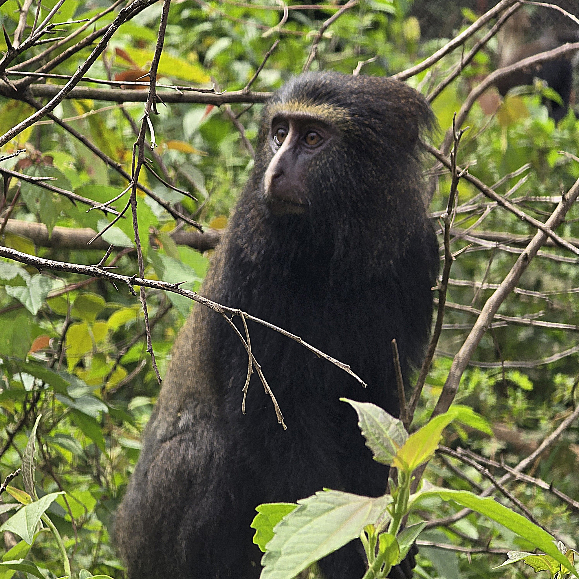 Les personnes arrêtées en possession de plus de 40 primates attendent toujours d’être jugées dans cette affaire de trafic d’animaux sauvage en République démocratique du Congo (RDC). Image de P-WAC.org (mention de la responsable du centre) avec leur aimable autorisation.