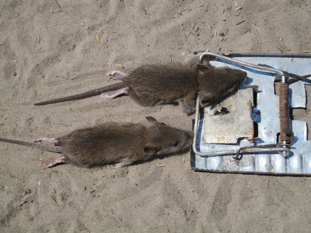 Deux individus de rat des greniers capturés à Andrindra Morarano Gara (MLA), Moramanga, Hautes Terres orientales de Madagascar, dans la journée du 26 septembre 2019. Image fournie par Rivonala Razafison.