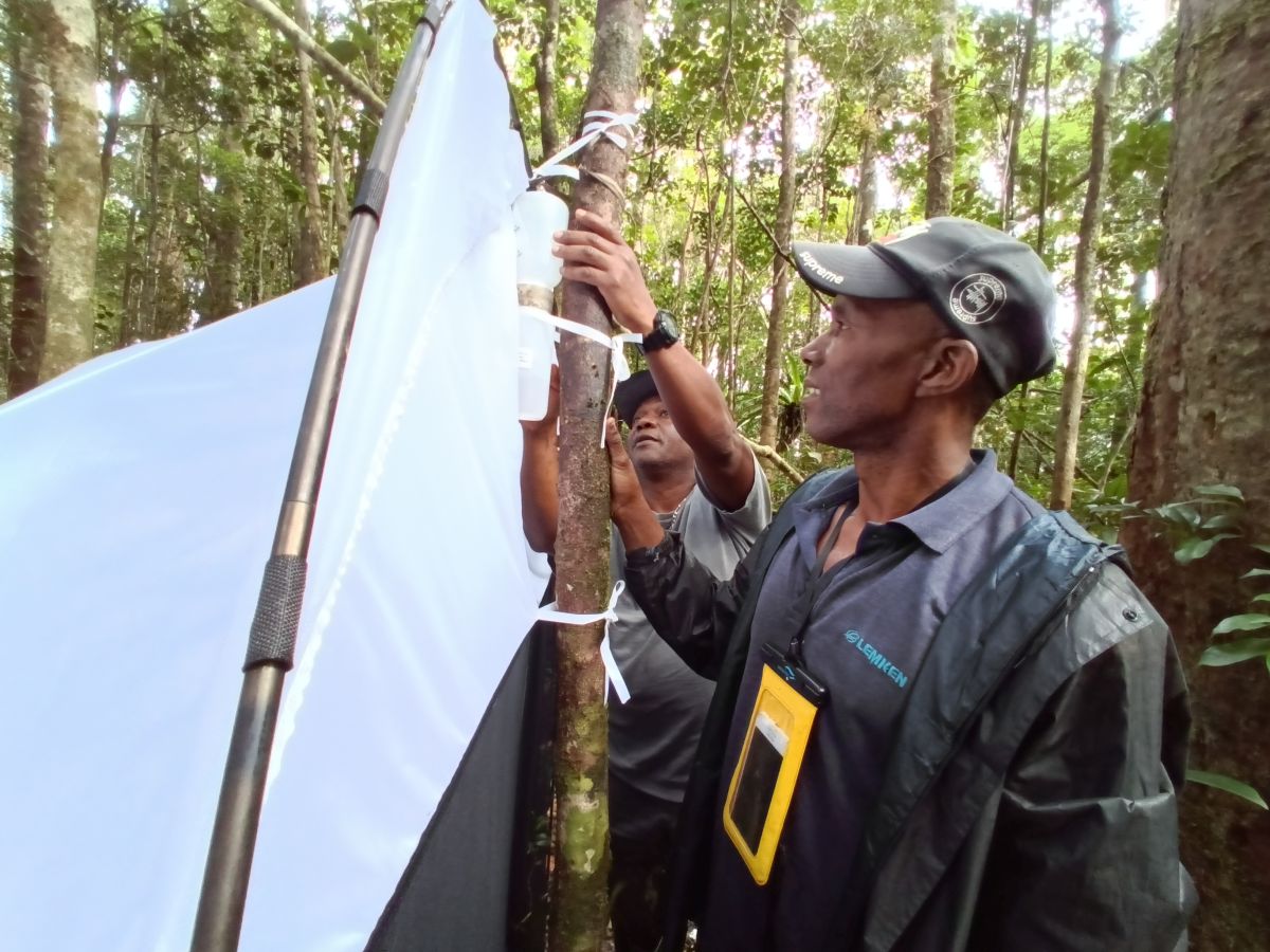 Installation d’un piège Malaise pour la capture d’insectes. Image de Dimby Raharinjanahary.