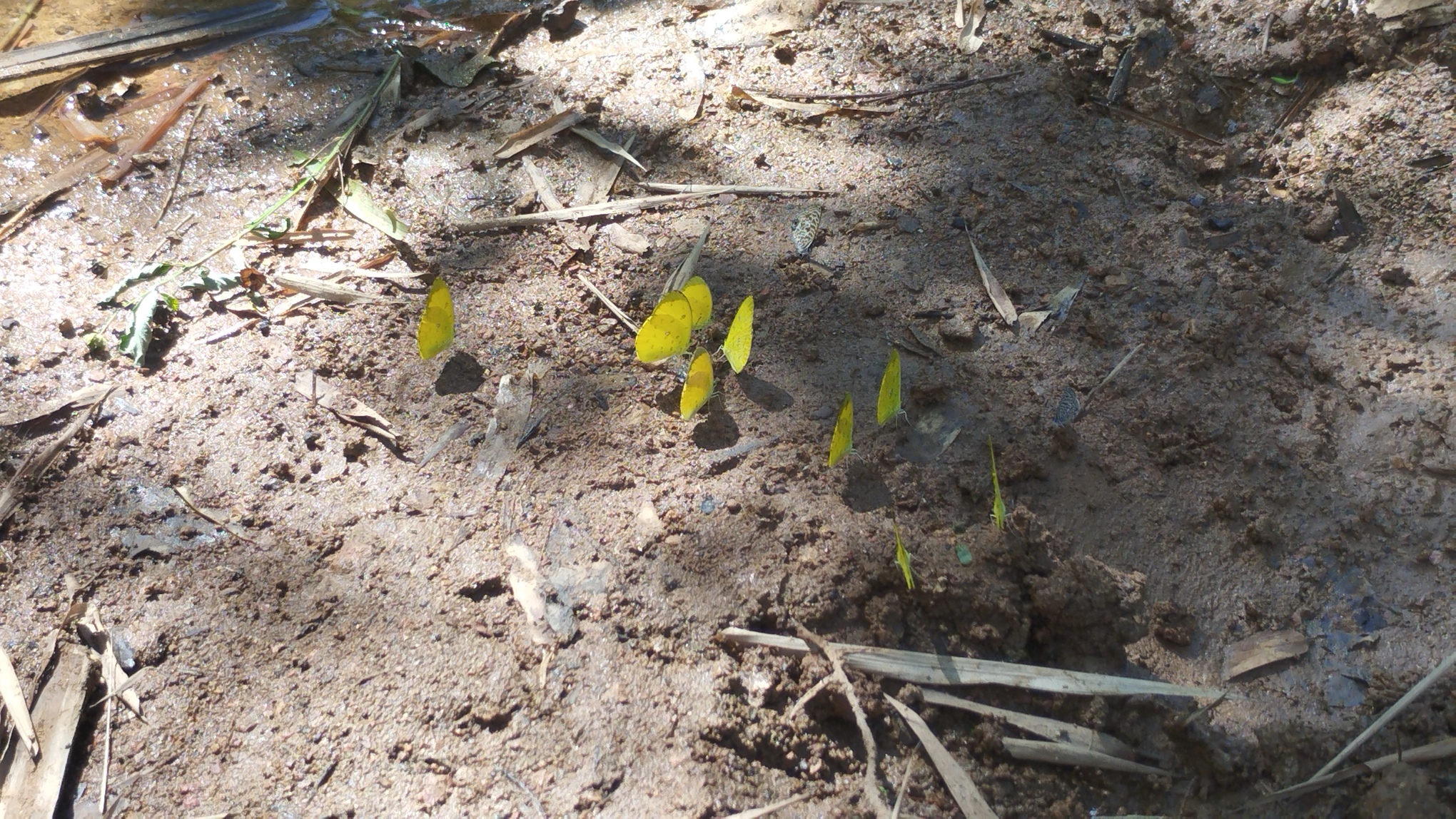 Ces papillons appartiennent probablement à la famille des Pieridae. Ils insectes sont fréquemment observés regroupés sur le sol, un comportement connu sous le nom de mud-puddling, pour absorber des minéraux et des nutriments. Photo prise sur la péninsule d’Ampasindava, district d’Ambanja, dans le Nord-Ouest de l’île, dans la matinée du 27 mai 2026. Image fournie par Rivonala Razafison.