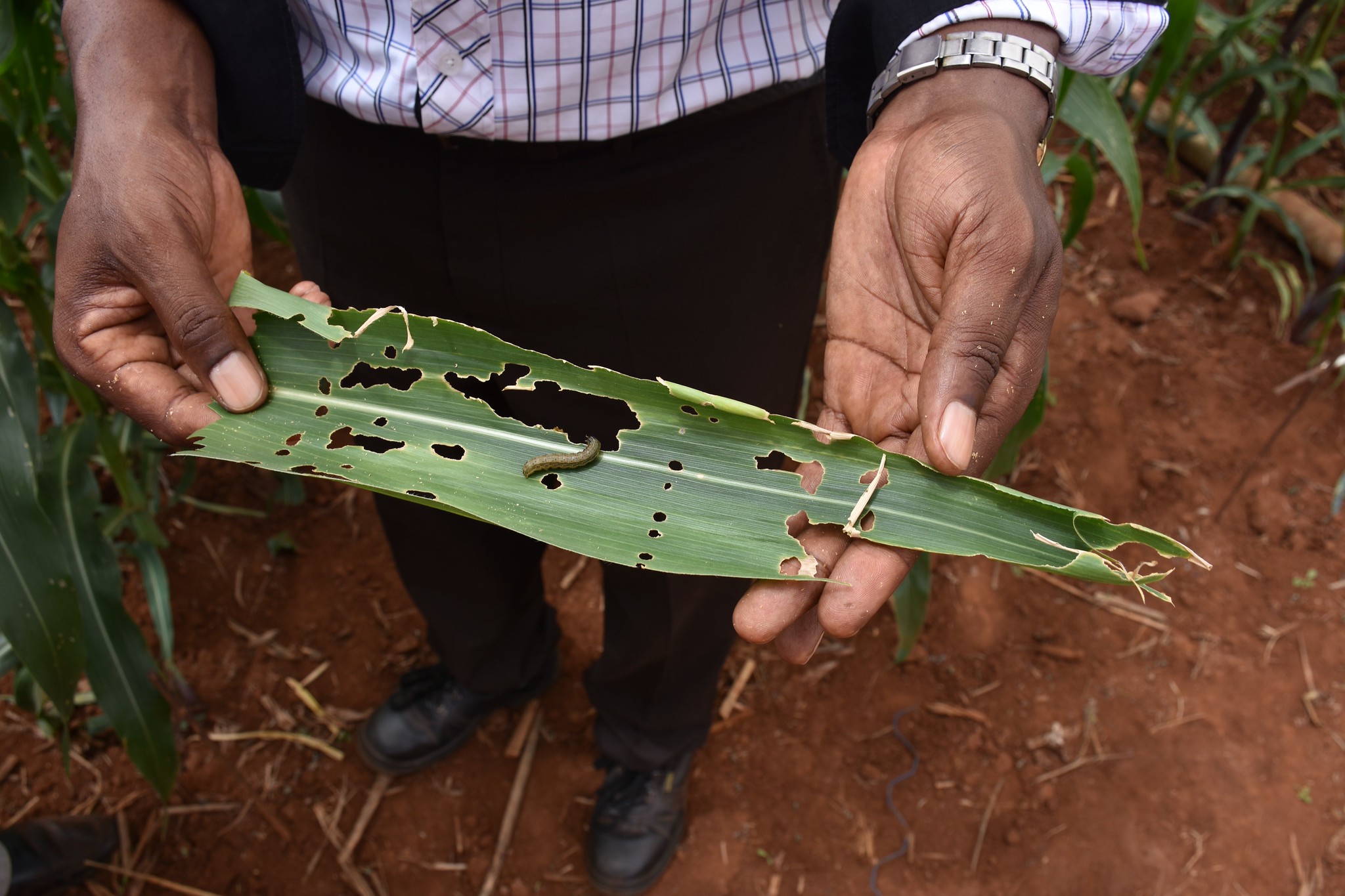 Une légionnaire d'automne sur une feuille de maïs qu'elle vient de détruire dans une exploitation agricole au Kenya. Image de Jennifer Johnson/CIMMYT via Flickr (CC BY-NC-SA 2.0).