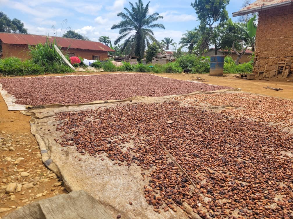 Les mesures de lutte contre l’épidémie paralysent les activités des cacaoculteurs qui n’arrivent plus à trouver des travailleurs dans les plantations ni faire écouler leurs productions vers l’Ouganda, la principale destination du cacao congolais, touché également par la maladie, et ayant fermé sa frontière avec la RDC.