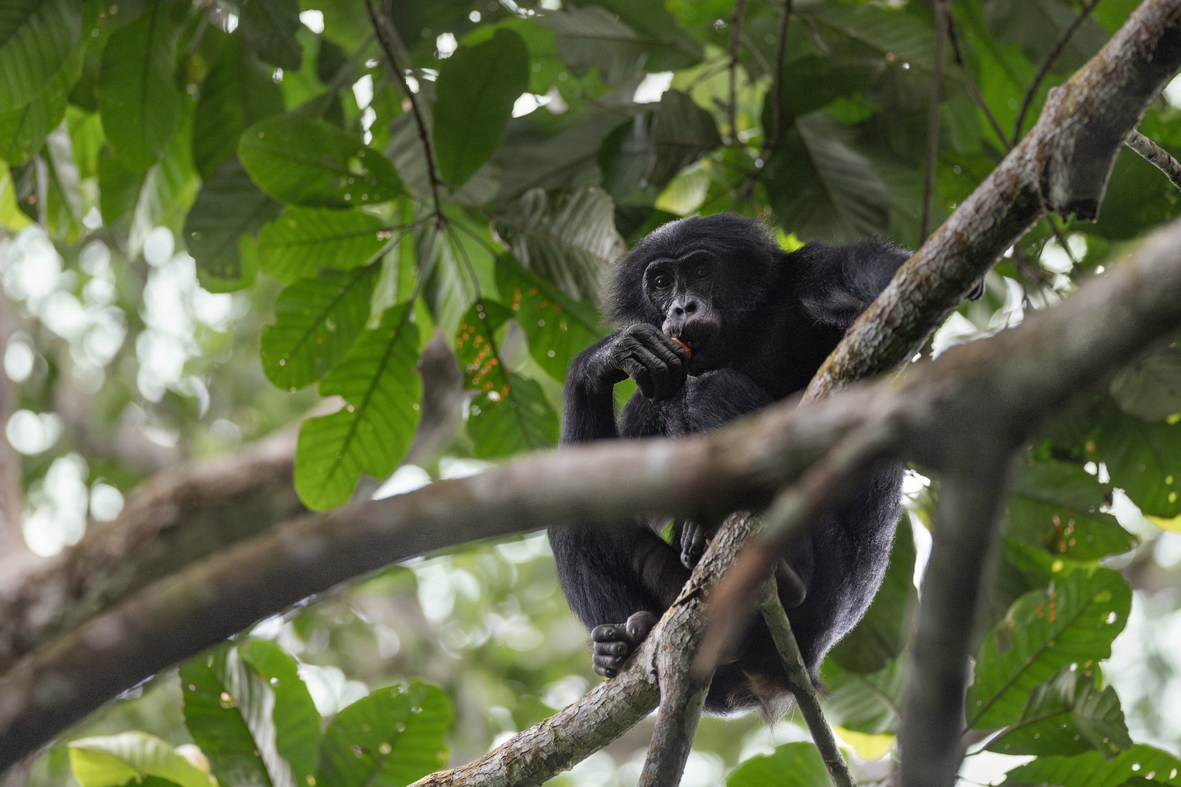 Un bonobo observe son environnement depuis la canopée du parc national de la Salonga. Gagner la confiance des bonobos sauvages est un processus long et minutieux qui commence avant l’aube et peut prendre plusieurs années. Photo : Alice Péretié / Chengeta Wildlife.