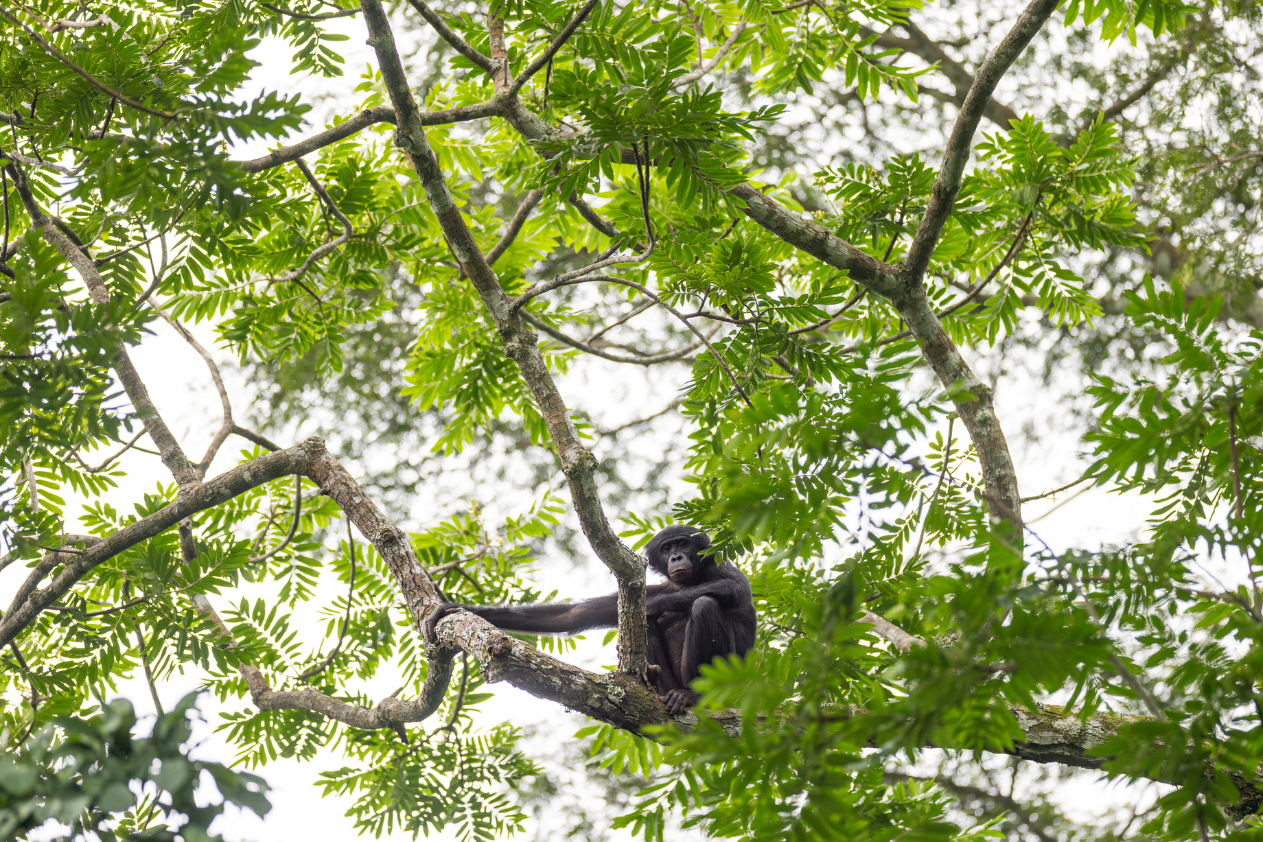 Selon les scientifiques, les liens sociaux étroits constituent l’une des caractéristiques fondamentales de la société des bonobos et jouent un rôle central dans la cohésion du groupe. Photo : Alice Péretié / Chengeta Wildlife.