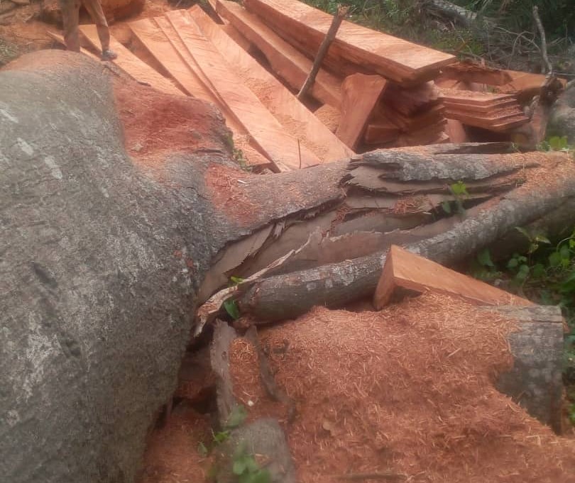 Coupe de bois dans une forêt du Togo. Image d’un exploitant d’un exploitant de bois fournie par Charles Kolou. 