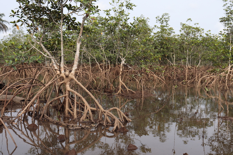 Les mangroves « respirent » grâce à des pores situés sur leurs racines amphibies. Image de Orji Sunday pour Mongabay.