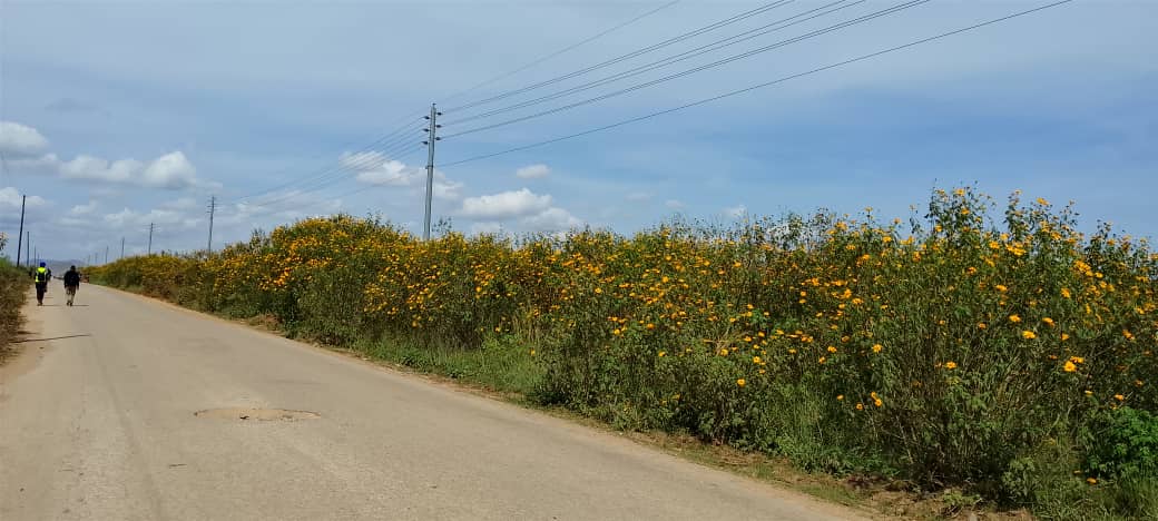 Des lignes électriques aériennes transportent de l'énergie de Kipay Energy pour alimenter la société chinoise Tenke Fungurume Mining, TFM. Image de Willy Mbuyu pour Mongabay.