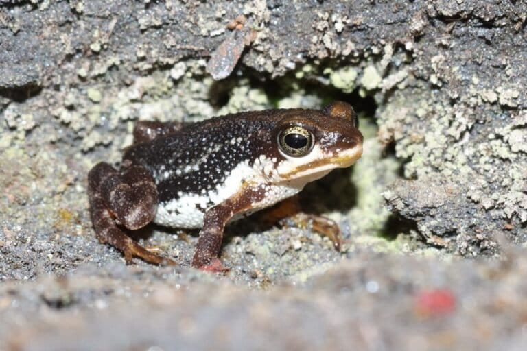 Les Monts Nimba en Guinée, une réserve naturelle classée patrimoine mondial de l’UNESCO, hébergent les crapauds vivipares, une espèce rare (Nimbaphrynoides occidentalis) sous la menace de l’exploitation minière. Image de Mlanguy via iNaturalist (CC BY-NC 4.0).